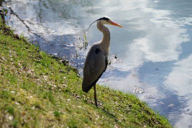 Gri balıkçıl, Ardea cinerea, Nisan ayında Wuhle Nehri civarında yaşar. Ardea cinerea balıkçılgiller (Ardeidae) familyasından yırtıcı bir kuş türü. Berlin, Almanya, Avrupa.