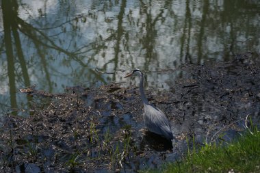 Gri balıkçıl, Ardea cinerea, Nisan ayında Wuhle Nehri civarında yaşar. Ardea cinerea balıkçılgiller (Ardeidae) familyasından yırtıcı bir kuş türü. Berlin, Almanya, Avrupa.