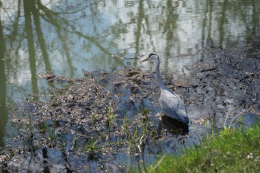 Gri balıkçıl, Ardea cinerea, Nisan ayında Wuhle Nehri civarında yaşar. Ardea cinerea balıkçılgiller (Ardeidae) familyasından yırtıcı bir kuş türü. Berlin, Almanya, Avrupa.