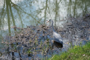 Gri balıkçıl, Ardea cinerea, Nisan ayında Wuhle Nehri civarında yaşar. Ardea cinerea balıkçılgiller (Ardeidae) familyasından yırtıcı bir kuş türü. Berlin, Almanya, Avrupa.
