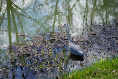 Gri balıkçıl, Ardea cinerea, Nisan ayında Wuhle Nehri civarında yaşar. Ardea cinerea balıkçılgiller (Ardeidae) familyasından yırtıcı bir kuş türü. Berlin, Almanya, Avrupa.