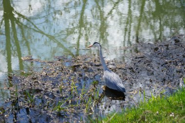 Gri balıkçıl, Ardea cinerea, Nisan ayında Wuhle Nehri civarında yaşar. Ardea cinerea balıkçılgiller (Ardeidae) familyasından yırtıcı bir kuş türü. Berlin, Almanya, Avrupa.