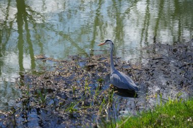 Gri balıkçıl, Ardea cinerea, Nisan ayında Wuhle Nehri civarında yaşar. Ardea cinerea balıkçılgiller (Ardeidae) familyasından yırtıcı bir kuş türü. Berlin, Almanya, Avrupa.