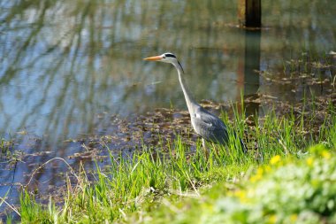 Gri balıkçıl, Ardea cinerea, Nisan ayında Wuhle Nehri civarında yaşar. Ardea cinerea balıkçılgiller (Ardeidae) familyasından yırtıcı bir kuş türü. Berlin, Almanya, Avrupa.