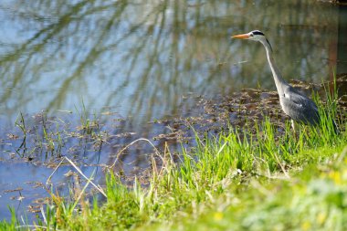 Gri balıkçıl, Ardea cinerea, Nisan ayında Wuhle Nehri civarında yaşar. Ardea cinerea balıkçılgiller (Ardeidae) familyasından yırtıcı bir kuş türü. Berlin, Almanya, Avrupa.