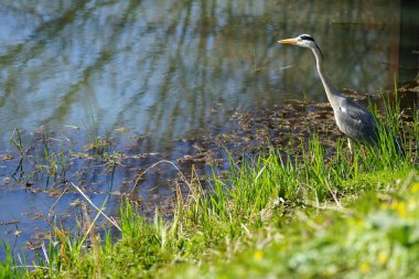 Gri balıkçıl, Ardea cinerea, Nisan ayında Wuhle Nehri civarında yaşar. Ardea cinerea balıkçılgiller (Ardeidae) familyasından yırtıcı bir kuş türü. Berlin, Almanya, Avrupa.
