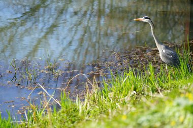 Gri balıkçıl, Ardea cinerea, Nisan ayında Wuhle Nehri civarında yaşar. Ardea cinerea balıkçılgiller (Ardeidae) familyasından yırtıcı bir kuş türü. Berlin, Almanya, Avrupa.