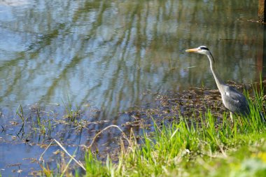 Gri balıkçıl, Ardea cinerea, Nisan ayında Wuhle Nehri civarında yaşar. Ardea cinerea balıkçılgiller (Ardeidae) familyasından yırtıcı bir kuş türü. Berlin, Almanya, Avrupa.