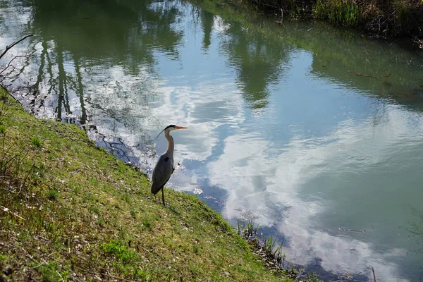 Gri balıkçıl, Ardea cinerea, Nisan ayında Wuhle Nehri civarında yaşar. Ardea cinerea balıkçılgiller (Ardeidae) familyasından yırtıcı bir kuş türü. Berlin, Almanya, Avrupa.