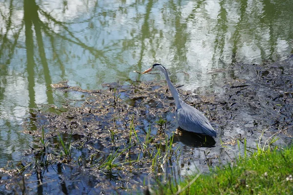 Gri balıkçıl, Ardea cinerea, Nisan ayında Wuhle Nehri civarında yaşar. Ardea cinerea balıkçılgiller (Ardeidae) familyasından yırtıcı bir kuş türü. Berlin, Almanya, Avrupa.