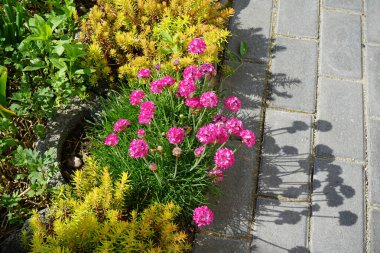 Armeria maritima 'Armada Rose' ya da 'Armada Pembesi' Mayıs ayında bahçede pembe çiçeklerle çiçek açar. Armeria maritima, Plumbaginaceae familyasından bir bitki türüdür. Berlin, Almanya.