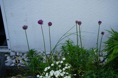 Allium aflatunense 'Purple Sensation' ve Arenaria montana 'Blizzard' çiçekleri Mayıs ayında bahçede açar. Allium aflatunense, Amarillis familyasından bir bitki türüdür. Berlin, Almanya.