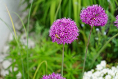 Bir bal arısı mayıs ayında Allium 'un çiçekleri üzerinde uçar. Bal arısı (