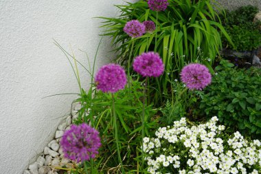 Allium aflatunense 'Purple Sensation' ve Arenaria montana 'Blizzard' çiçekleri Mayıs ayında bahçede açar. Allium aflatunense, Amarillis familyasından bir bitki türüdür. Berlin, Almanya.
