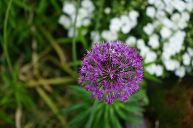 Allium aflatunense 'Purple Sensation' çiçeği Mayıs ayında bahçede açar. Allium aflatunense, Amarillis familyasından bir bitki türüdür. Berlin, Almanya.