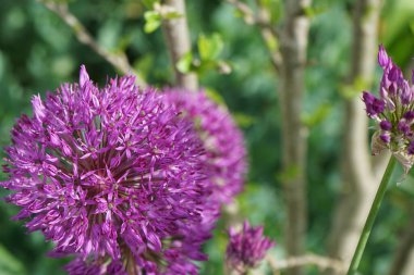 Allium aflatunense 'Purple Sensation' çiçekleri Mayıs ayında bahçede açar. Allium aflatunense, Amarillis familyasından bir bitki türüdür. Berlin, Almanya.