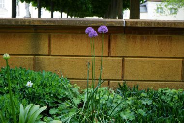 Allium giganteum ve Narcissus Poeticus çiçekleri Mayıs ayında Schloss Koepenick parkında çiçek açarlar. Allium giganteum (dev soğan ya da dev pırasa), Alliaceae familyasından Asyalı bir soğan türüdür. Berlin, Almanya.