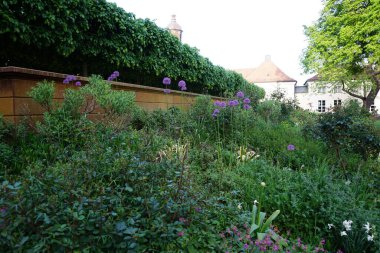 Allium Giganteum, Narcissus Poeticus ve diğer çiçekler Mayıs ayında Schloss Koepenick parkında çiçek açarlar. Allium giganteum (dev soğan ya da dev pırasa), Alliaceae familyasından Asyalı bir soğan türüdür. Berlin, Almanya.