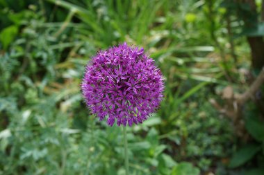 Allium aflatunense 'Purple Sensation' çiçeği Mayıs ayında bahçede açar. Allium aflatunense, Amarillis familyasından bir bitki türüdür. Berlin, Almanya.