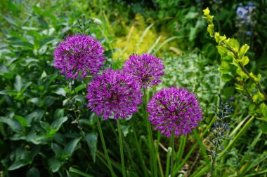Allium aflatunense 'Purple Sensation' çiçekleri Mayıs ayında bahçede açar. Allium aflatunense, Amarillis familyasından bir bitki türüdür. Berlin, Almanya.