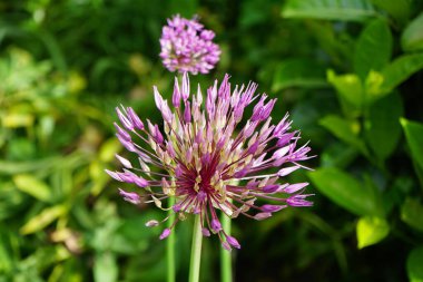 Allium christophii ve Allium aflatunense, Mayıs ayında bahçede Prunus laurocerasus yakınlarında mor çiçeklerle çiçek açarlar. Allium cristophii, çiçekli bir bitki türüdür. Berlin, Almanya.