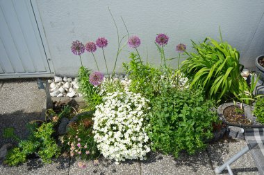 Allium aflatunense 'Purple Sensation', Armeria maritima ve Arenaria montana 'Blizzard' çiçekleri Mayıs ayında bahçede çiçek açar. Allium aflatunense, Amarillis familyasından bir bitki türüdür. Berlin, Almanya.