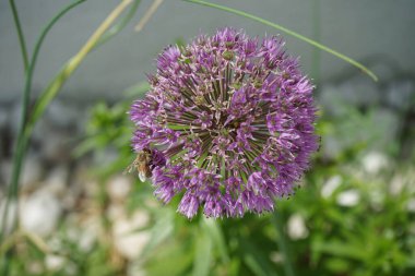 Bir bal arısı mayıs ayında Allium 'un çiçekleri üzerinde uçar. Bal arısı (
