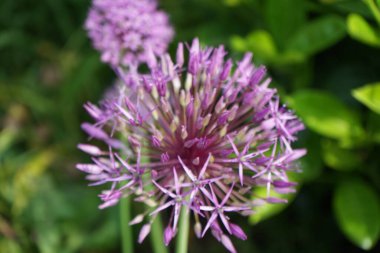 Allium christophii ve Allium aflatunense, Mayıs ayında bahçede Prunus laurocerasus yakınlarında mor çiçeklerle çiçek açarlar. Allium cristophii, çiçekli bir bitki türüdür. Berlin, Almanya.