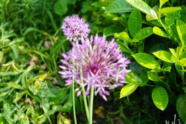 Allium christophii ve Allium aflatunense, Mayıs ayında bahçede Prunus laurocerasus yakınlarında mor çiçeklerle çiçek açarlar. Allium cristophii, çiçekli bir bitki türüdür. Berlin, Almanya.