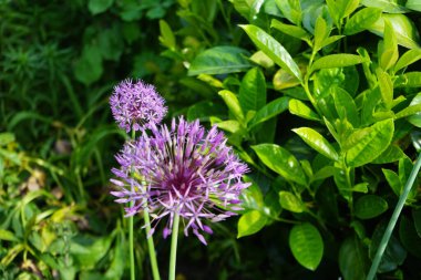 Allium christophii ve Allium aflatunense, Mayıs ayında bahçede Prunus laurocerasus yakınlarında mor çiçeklerle çiçek açarlar. Allium cristophii, çiçekli bir bitki türüdür. Berlin, Almanya.