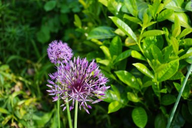 Allium christophii ve Allium aflatunense, Mayıs ayında bahçede Prunus laurocerasus yakınlarında mor çiçeklerle çiçek açarlar. Allium cristophii, çiçekli bir bitki türüdür. Berlin, Almanya.