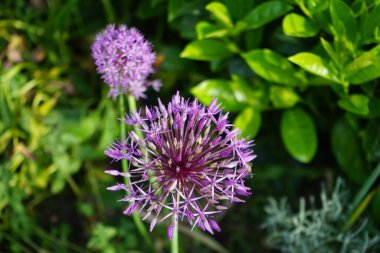 Allium christophii ve Allium aflatunense, Mayıs ayında bahçede Prunus laurocerasus yakınlarında mor çiçeklerle çiçek açarlar. Allium cristophii, çiçekli bir bitki türüdür. Berlin, Almanya.