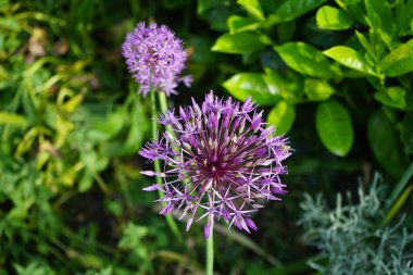 Bir bal arısı mayıs ayında Prunus laurocerasus yakınlarındaki Allium christophii ve Allium aflatunense çiçeklerinin üzerinden uçar. Bal arısı (