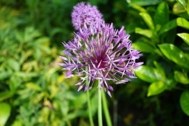 Bir bal arısı mayıs ayında Prunus laurocerasus yakınlarındaki Allium christophii ve Allium aflatunense çiçeklerinin üzerinden uçar. Bal arısı (