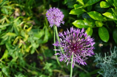 Bir bal arısı mayıs ayında Prunus laurocerasus yakınlarındaki Allium christophii ve Allium aflatunense çiçeklerinin üzerinden uçar. Bal arısı (