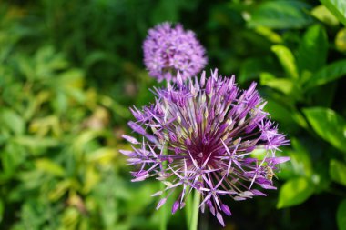 Bir bal arısı mayıs ayında Prunus laurocerasus yakınlarındaki Allium christophii ve Allium aflatunense çiçeklerinin üzerinden uçar. Bal arısı (