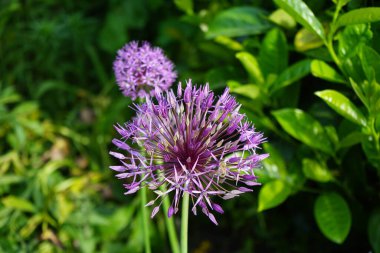 Bir bal arısı mayıs ayında Prunus laurocerasus yakınlarındaki Allium christophii ve Allium aflatunense çiçeklerinin üzerinden uçar. Bal arısı (