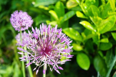 Bir bal arısı mayıs ayında Prunus laurocerasus yakınlarındaki Allium christophii ve Allium aflatunense çiçeklerinin üzerinden uçar. Bal arısı (