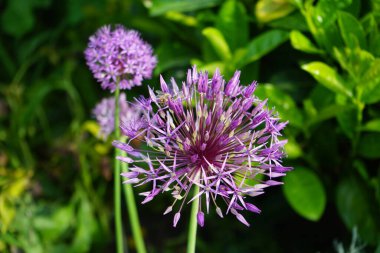 Bir bal arısı mayıs ayında Prunus laurocerasus yakınlarındaki Allium christophii ve Allium aflatunense çiçeklerinin üzerinden uçar. Bal arısı (