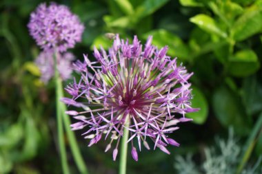 Bir bal arısı mayıs ayında Prunus laurocerasus yakınlarındaki Allium christophii ve Allium aflatunense çiçeklerinin üzerinden uçar. Bal arısı (