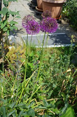 Allium aflatunense 'Purple Sensation' çiçekleri Mayıs ayında bahçede açar. Allium aflatunense, Amarillis familyasından bir bitki türüdür. Berlin, Almanya.