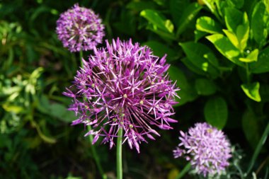 Allium christophii ve Allium aflatunense, Mayıs ayında bahçede Prunus laurocerasus yakınlarında mor çiçeklerle çiçek açarlar. Allium cristophii, çiçekli bir bitki türüdür. Berlin, Almanya.