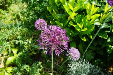 Allium christophii ve Allium aflatunense, Mayıs ayında bahçede Prunus laurocerasus yakınlarında mor çiçeklerle çiçek açarlar. Allium cristophii, çiçekli bir bitki türüdür. Berlin, Almanya.