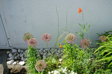 Allium aflatunense 'Purple Sensation', Arenaria montana 'Blizzard' ve Papaver dubium çiçekleri Mayıs ayında bahçede çiçek açarlar. Allium aflatunense, Amarillis familyasından bir bitki türüdür. Berlin, Almanya.