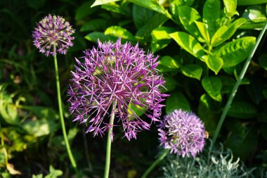 Allium christophii ve Allium aflatunense, Mayıs ayında bahçede Prunus laurocerasus yakınlarında mor çiçeklerle çiçek açarlar. Allium cristophii, çiçekli bir bitki türüdür. Berlin, Almanya.