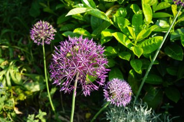 Allium christophii ve Allium aflatunense, Mayıs ayında bahçede Prunus laurocerasus yakınlarında mor çiçeklerle çiçek açarlar. Allium cristophii, çiçekli bir bitki türüdür. Berlin, Almanya.