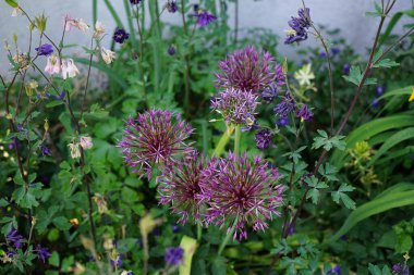 Mayıs ayında Aquilegia alpina çiçekleriyle çevrili Allium 'Purple Rain' çiçekleri açar. Allium, tek tip çiçekli bitkilerin bir cinsidir. Berlin, Almanya.