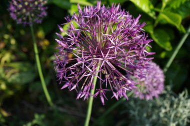 Allium christophii ve Allium aflatunense, Mayıs ayında bahçede Prunus laurocerasus yakınlarında mor çiçeklerle çiçek açarlar. Allium cristophii, çiçekli bir bitki türüdür. Berlin, Almanya.