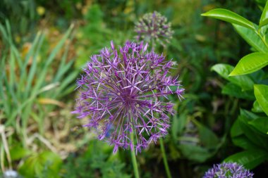 Allium christophii ve Allium aflatunense, Mayıs ayında bahçede Prunus laurocerasus yakınlarında mor çiçeklerle çiçek açarlar. Allium cristophii, çiçekli bir bitki türüdür. Berlin, Almanya.