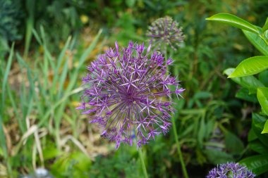 Allium christophii ve Allium aflatunense, Mayıs ayında bahçede Prunus laurocerasus yakınlarında mor çiçeklerle çiçek açarlar. Allium cristophii, çiçekli bir bitki türüdür. Berlin, Almanya.
